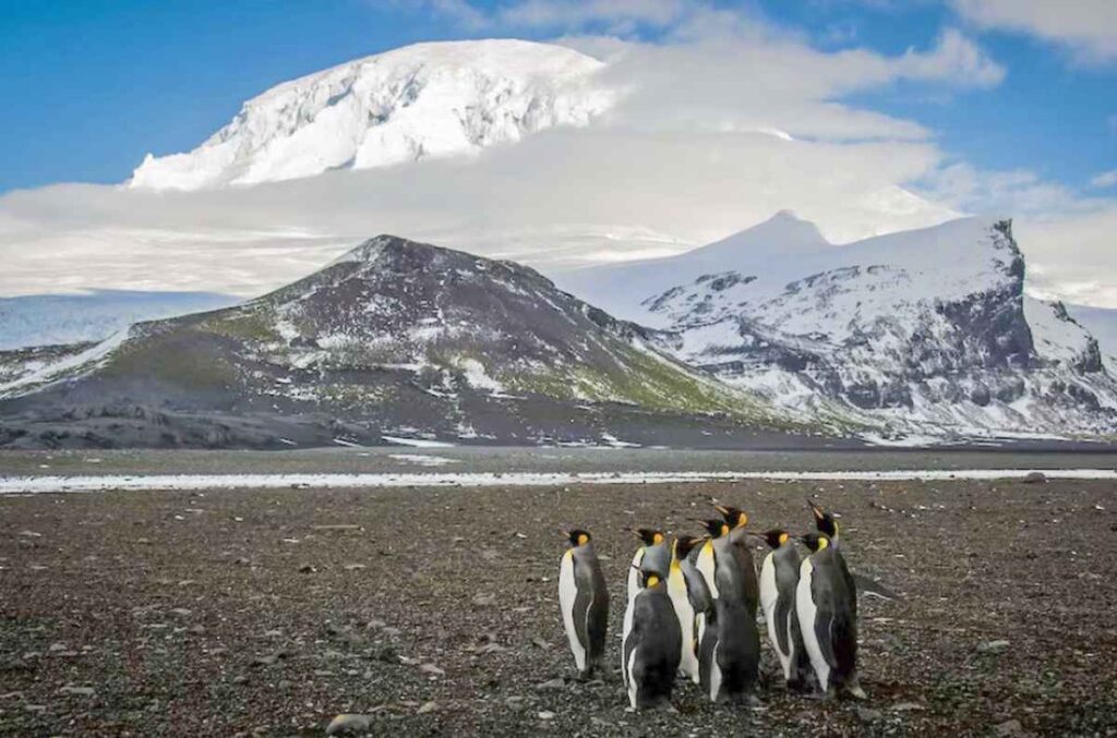 【米関税】「ペンギンは長い間私たちを利用してきた」　南極近くの無人島にも　「カモメに税金」「ウィキペディア見てリスト作成」と批判